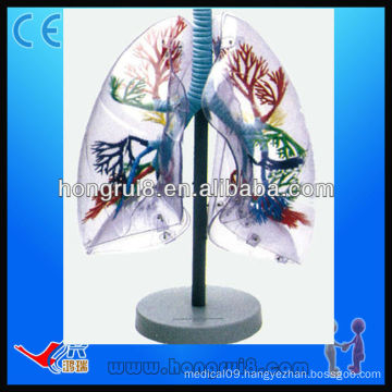 ISO Transparent anatomical human training lung segments model